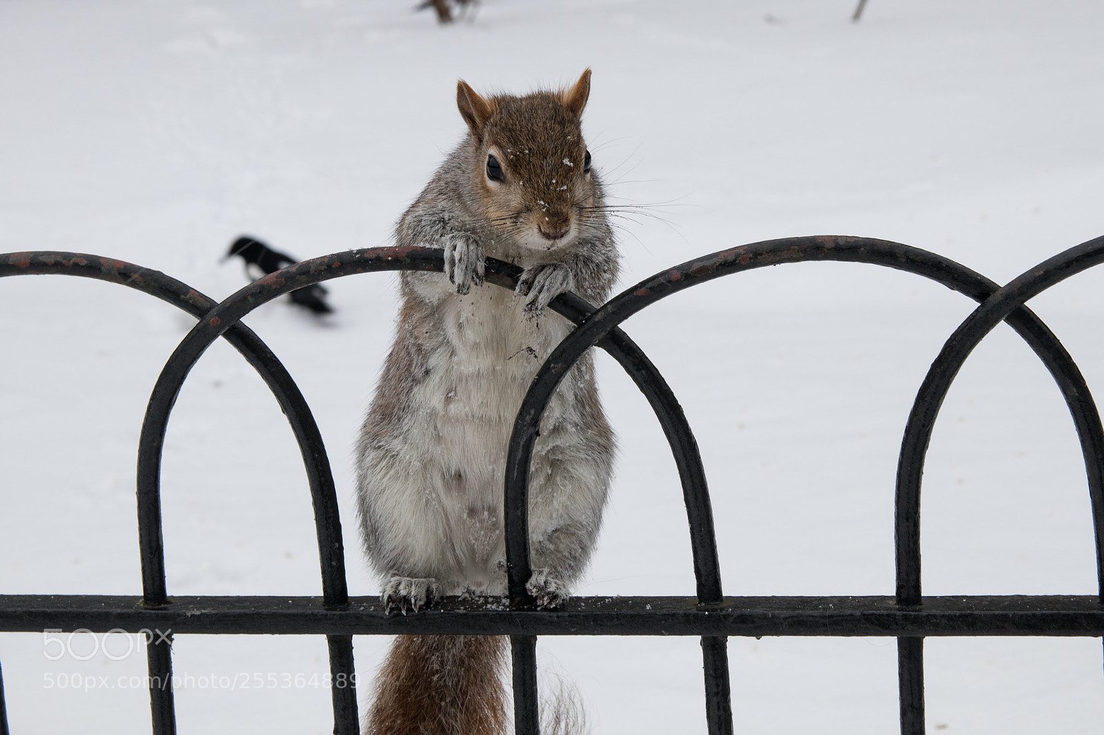 Canon EOS 80D sample photo. Winter squirrel photography