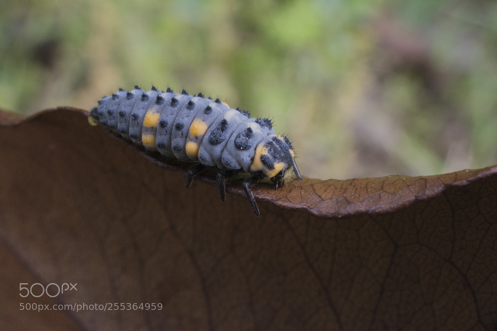 Nikon D7100 sample photo. Larva photography