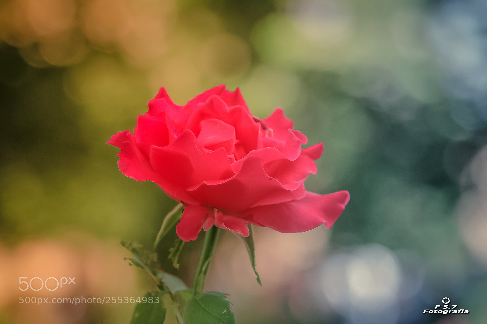 Canon EOS 7D sample photo. Flores de alhambra 3 photography