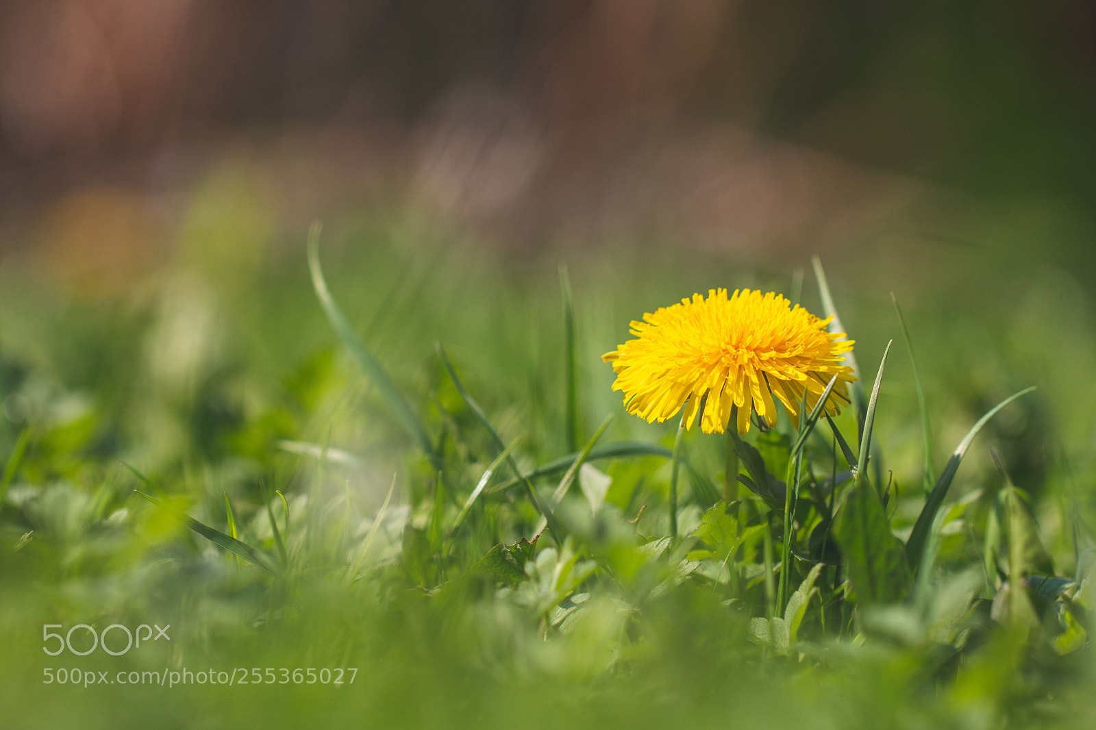 Canon EOS 70D sample photo. Dandelion photography