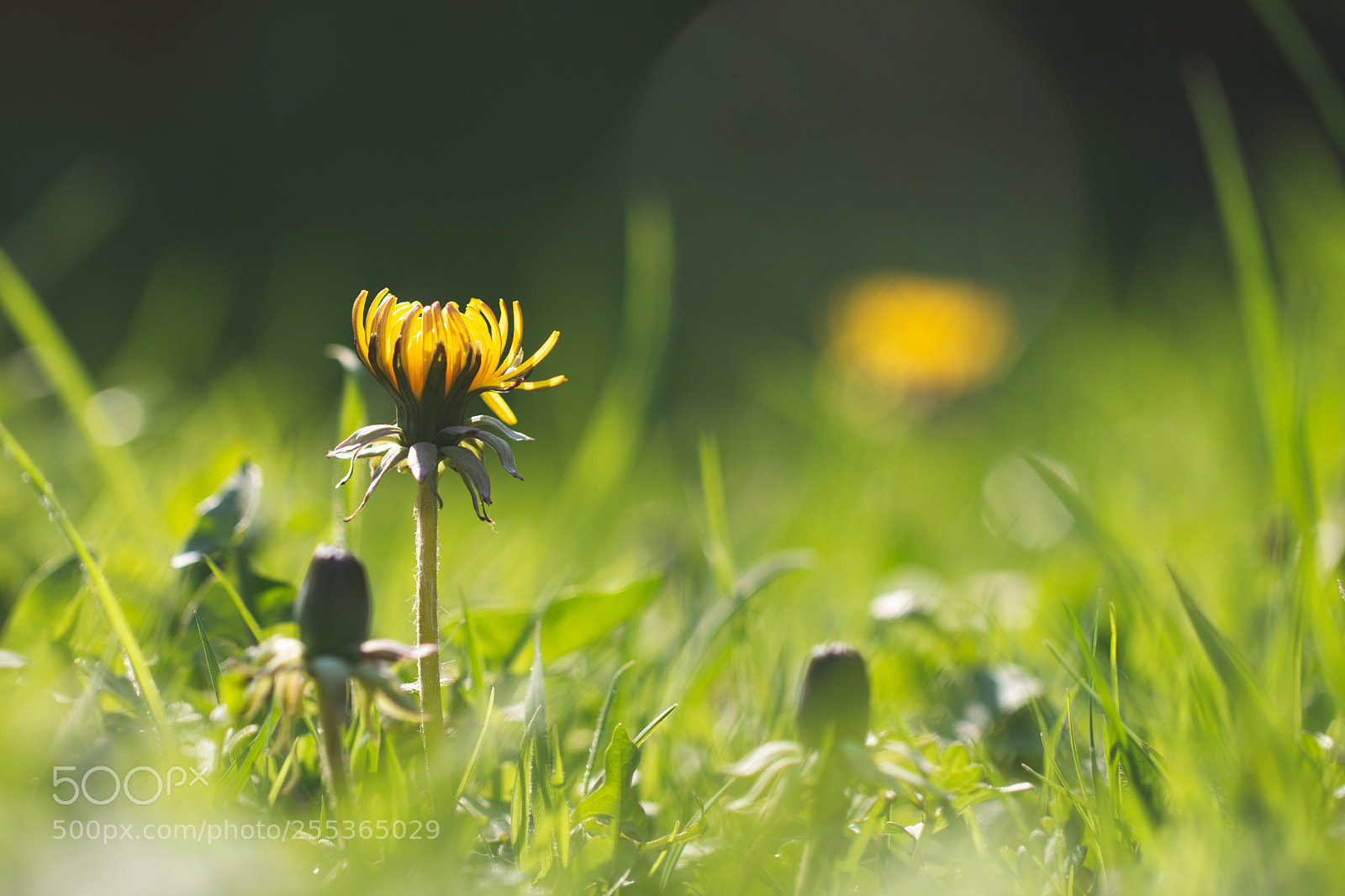 Canon EOS 70D sample photo. Opening dandelions photography