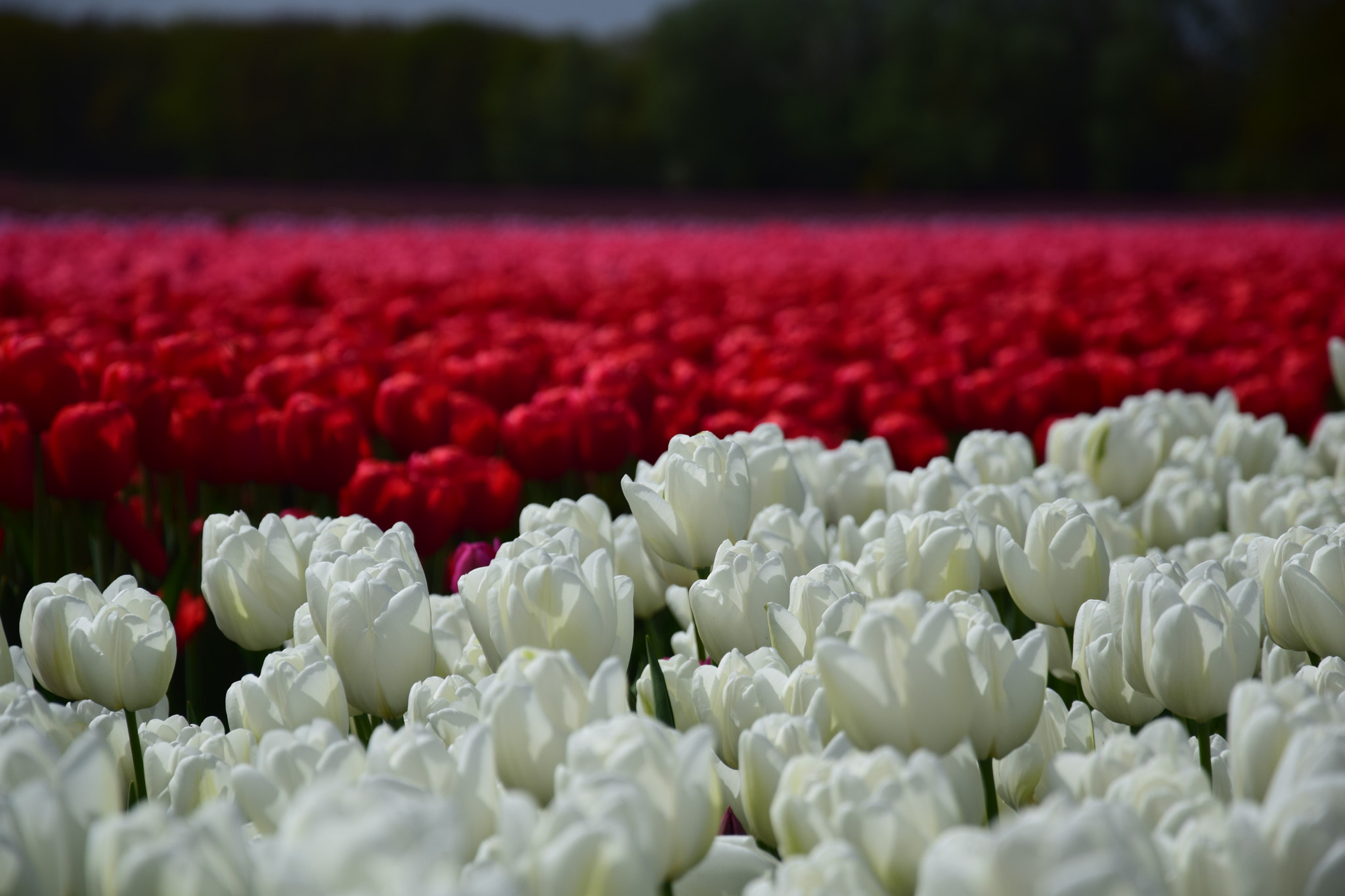 Nikon D5300 sample photo. Springcolors photography