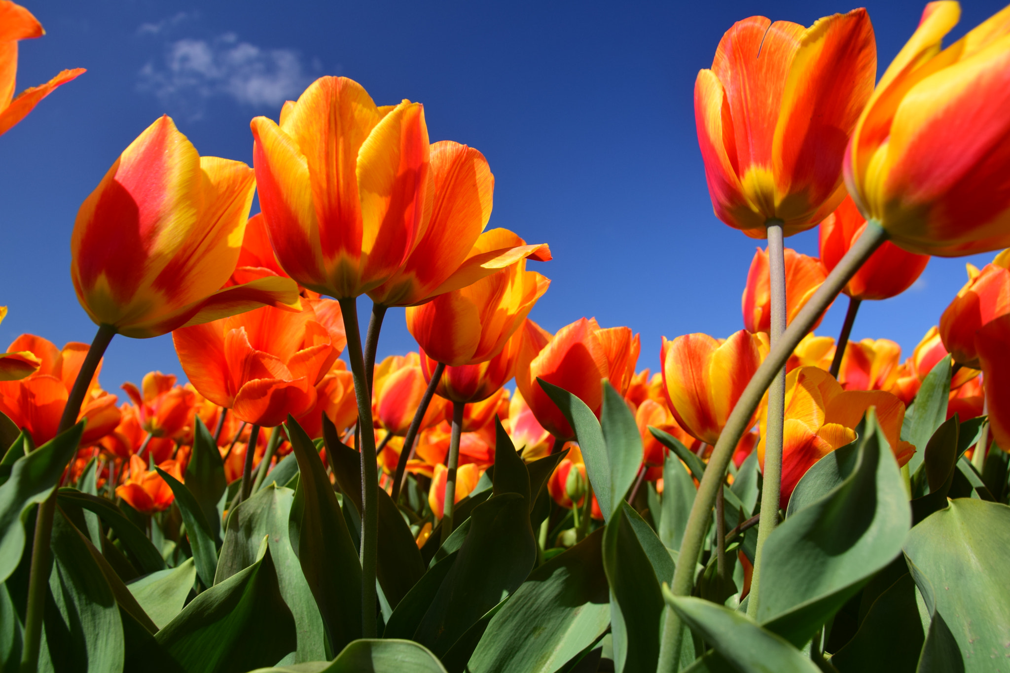 Nikon D5300 sample photo. Tulips & blue skies photography