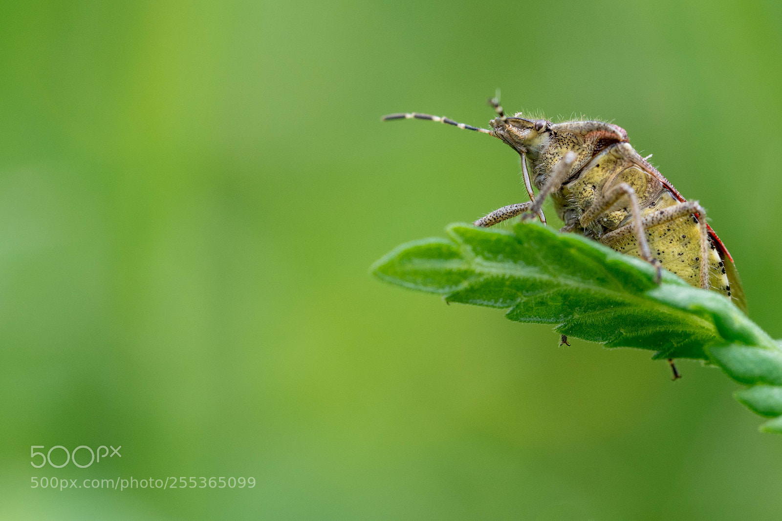 Olympus OM-D E-M10 II sample photo. Sloe bug beerenwanze dolycoris photography