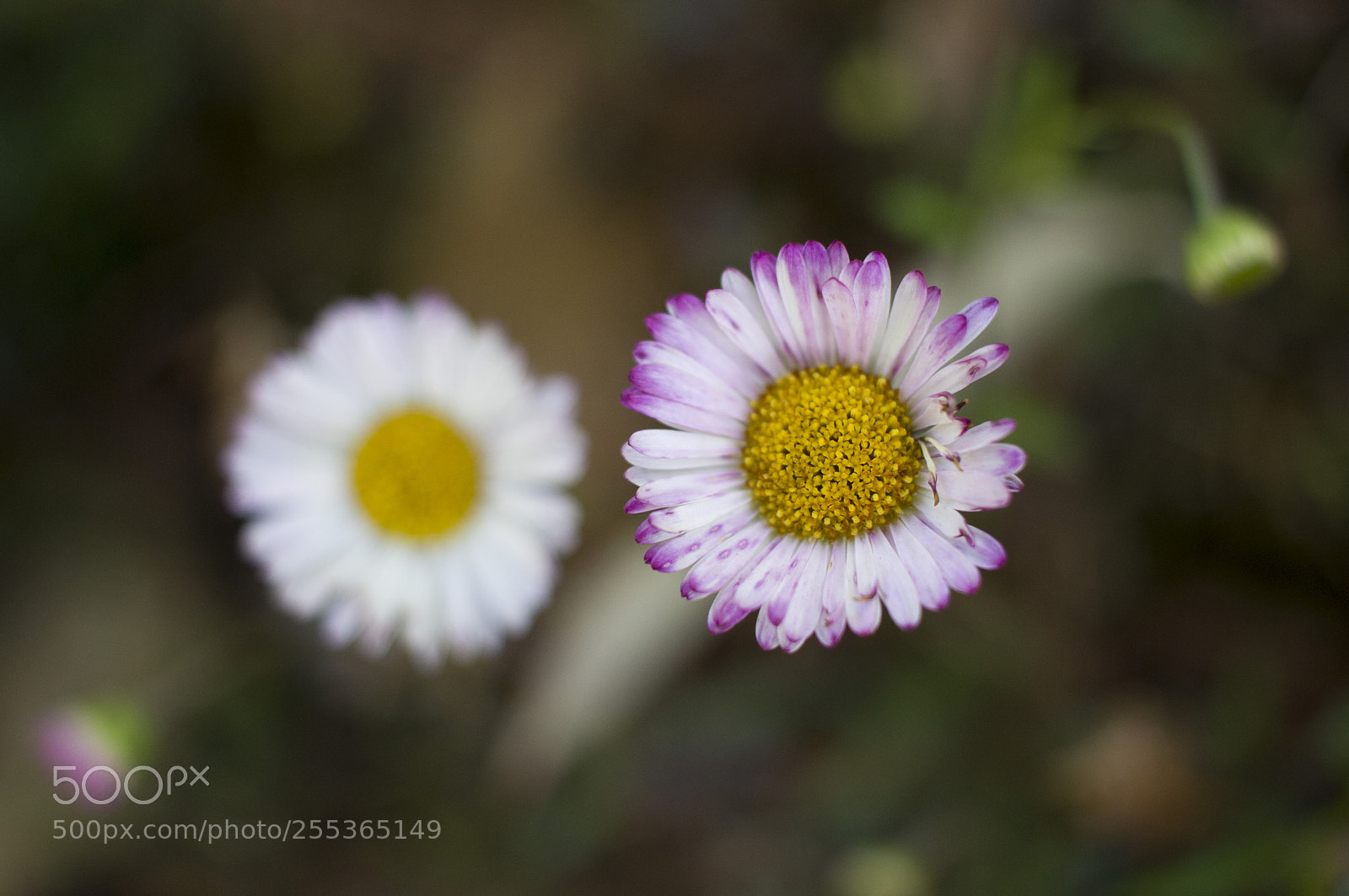 Canon EOS 600D (Rebel EOS T3i / EOS Kiss X5) sample photo. Beautiful flower photography