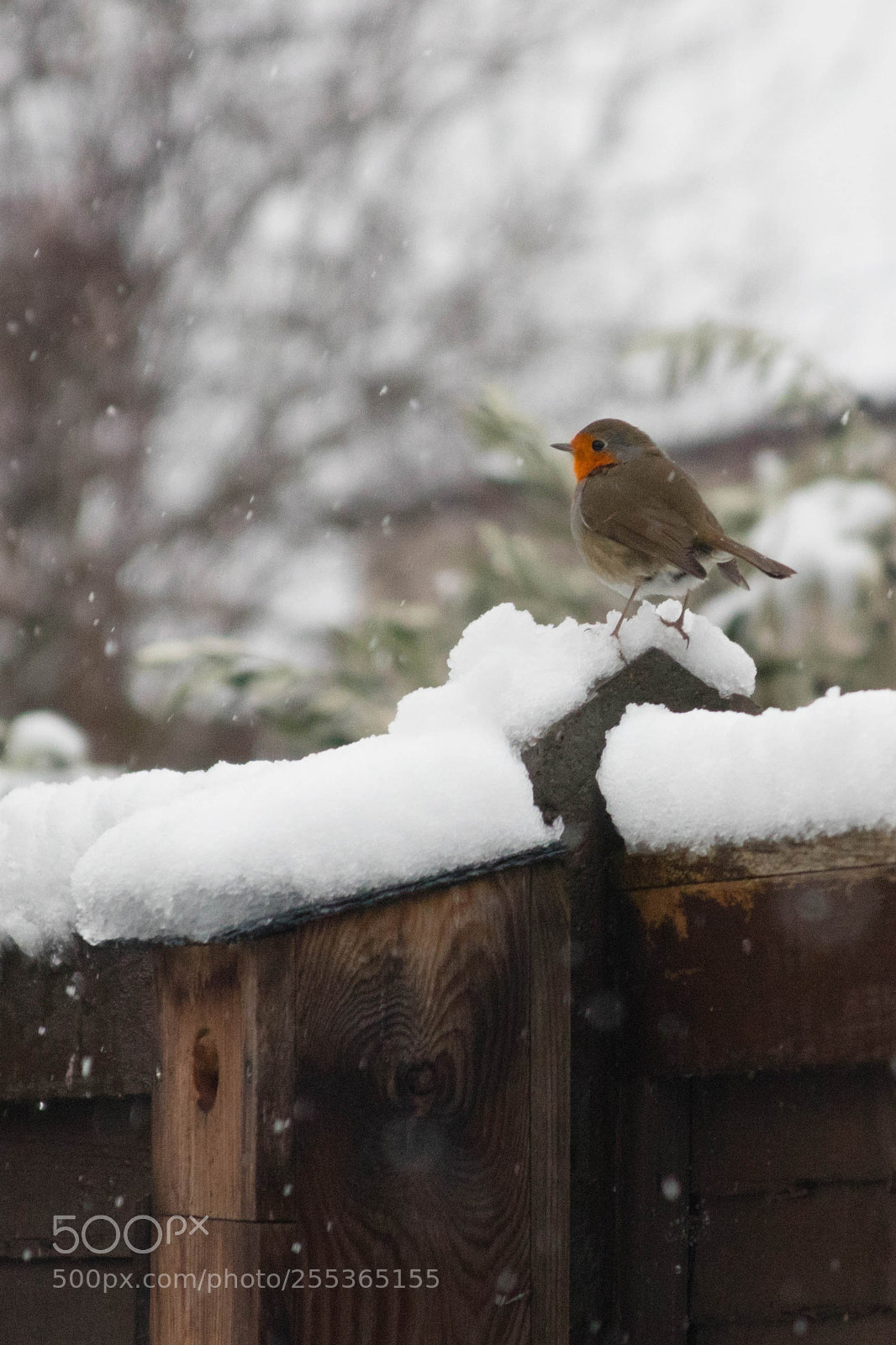 Canon EOS 80D sample photo. Robin on snowy fence photography