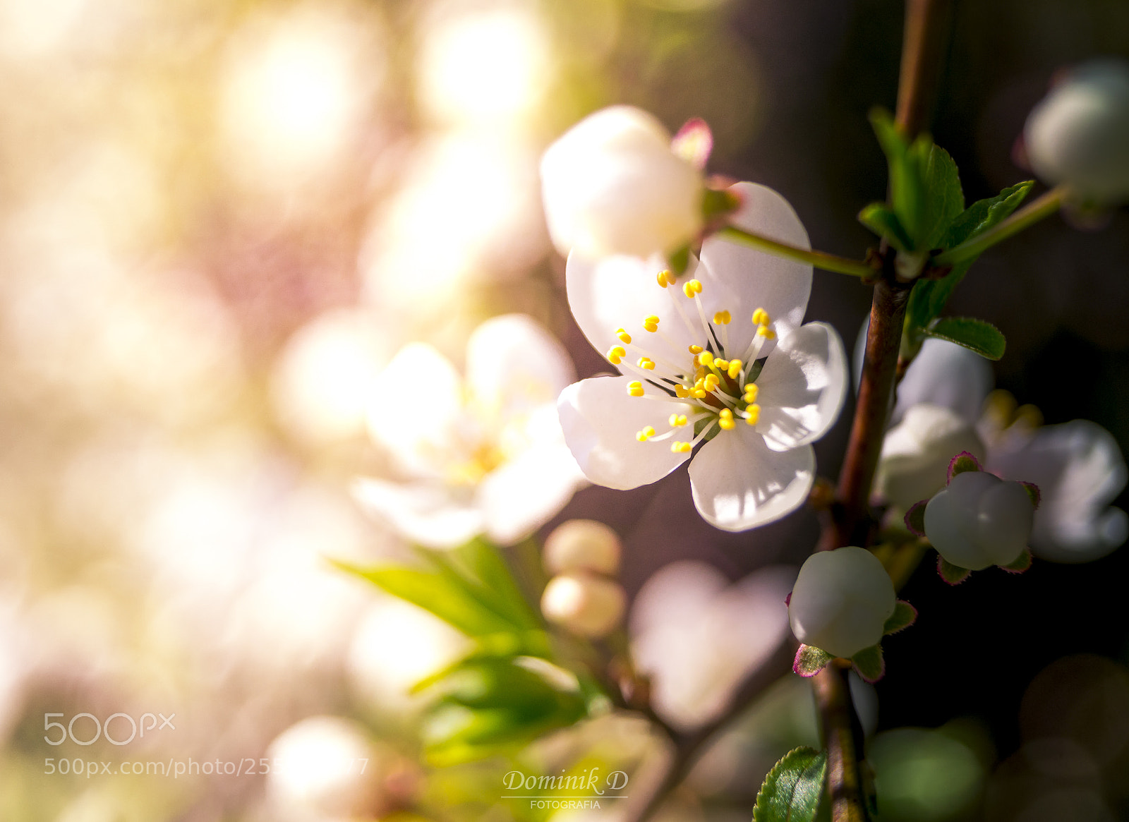 Sony SLT-A58 sample photo. Plum blossom photography
