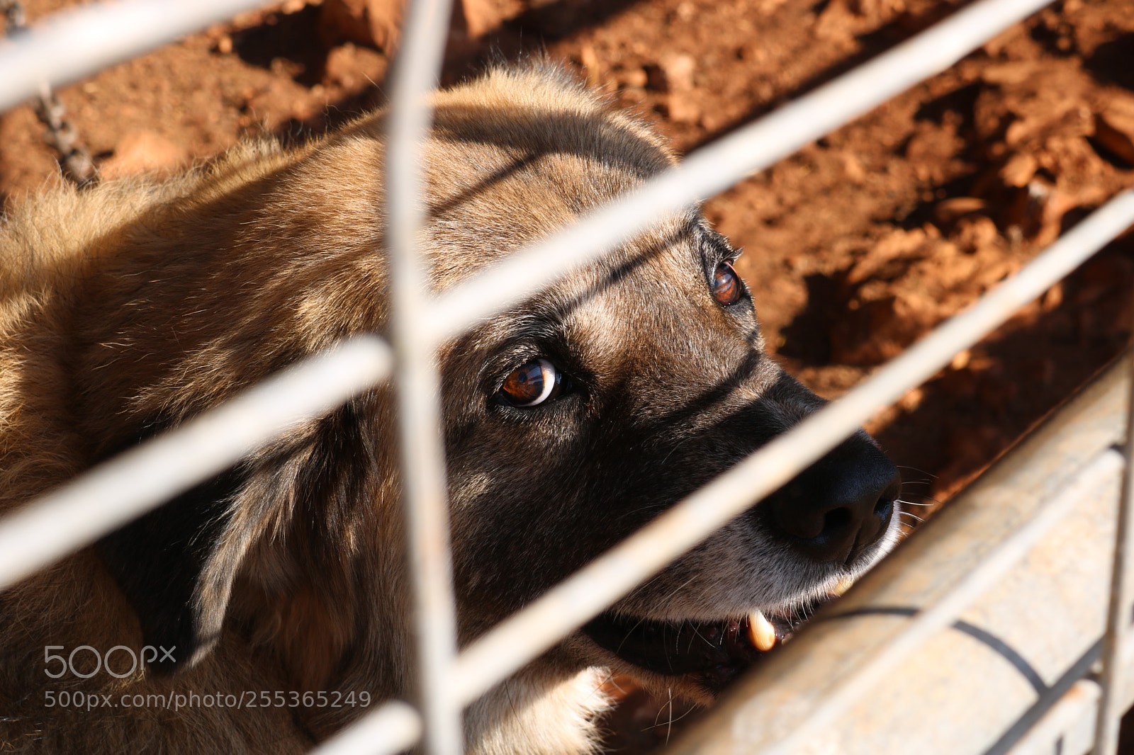 Canon EOS 750D (EOS Rebel T6i / EOS Kiss X8i) sample photo. Angry dog photography