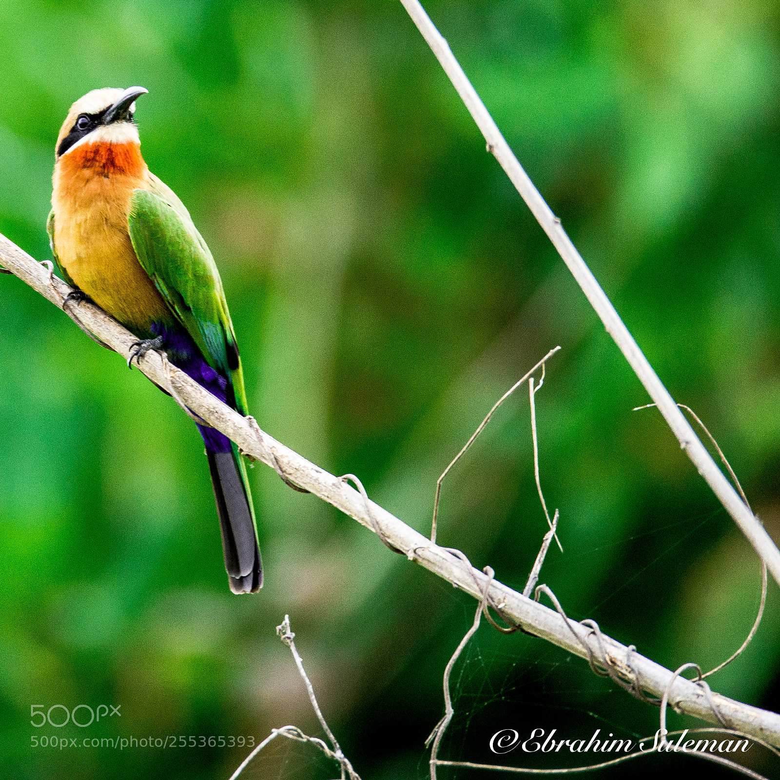 Nikon D800 sample photo. Bee eater photography