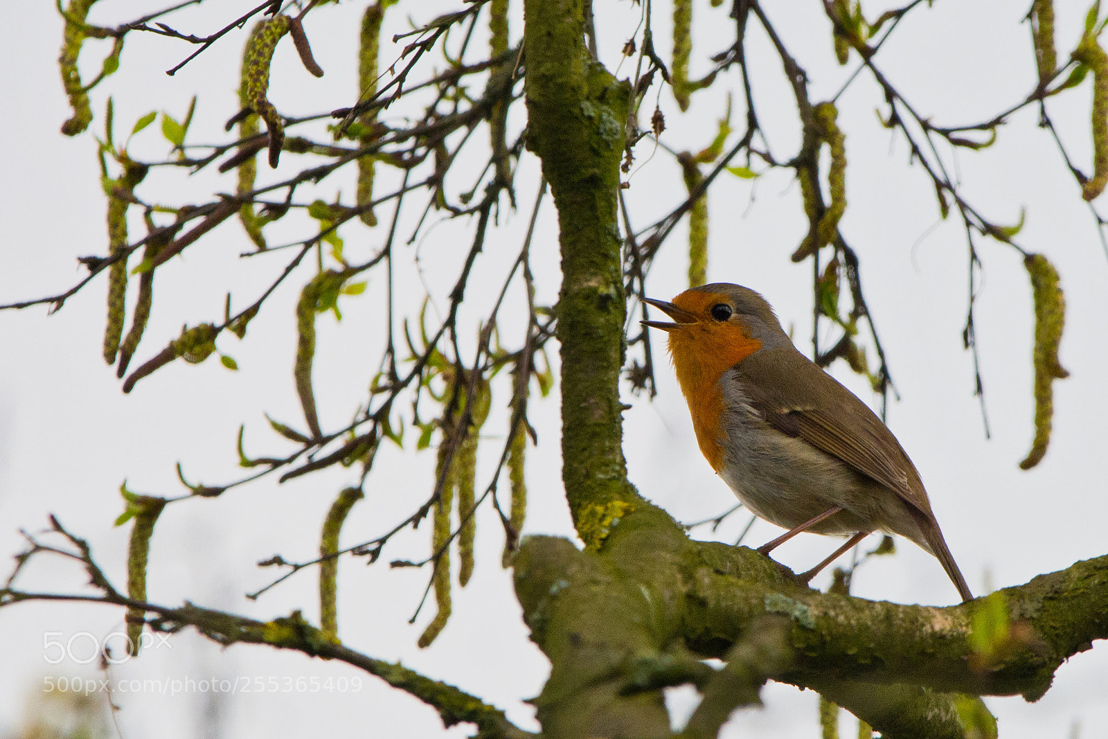 Nikon D7100 sample photo. Let it rain worms photography