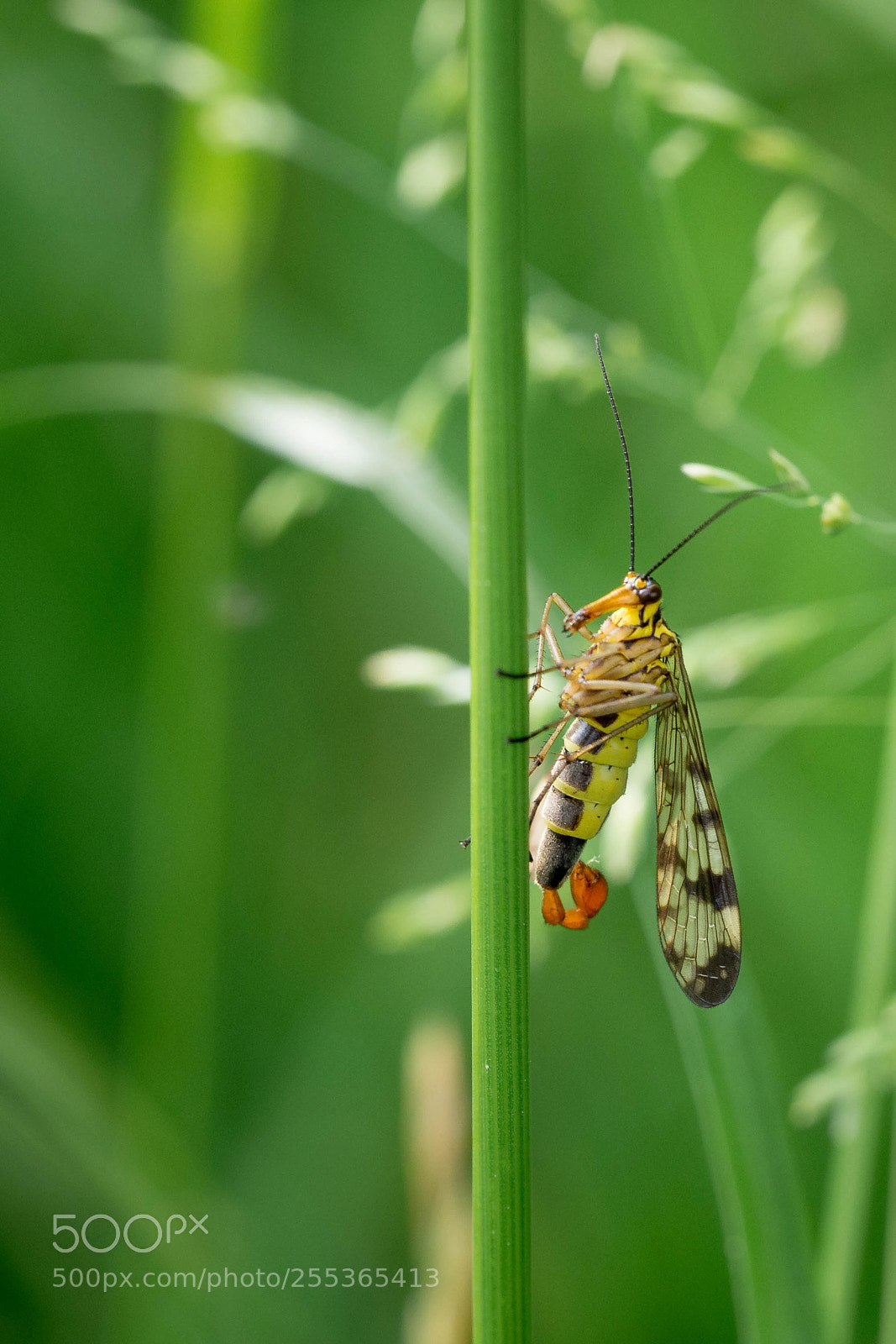 Olympus OM-D E-M10 II sample photo. Scorpionfly | skorpionsfliege (panorpidae) photography