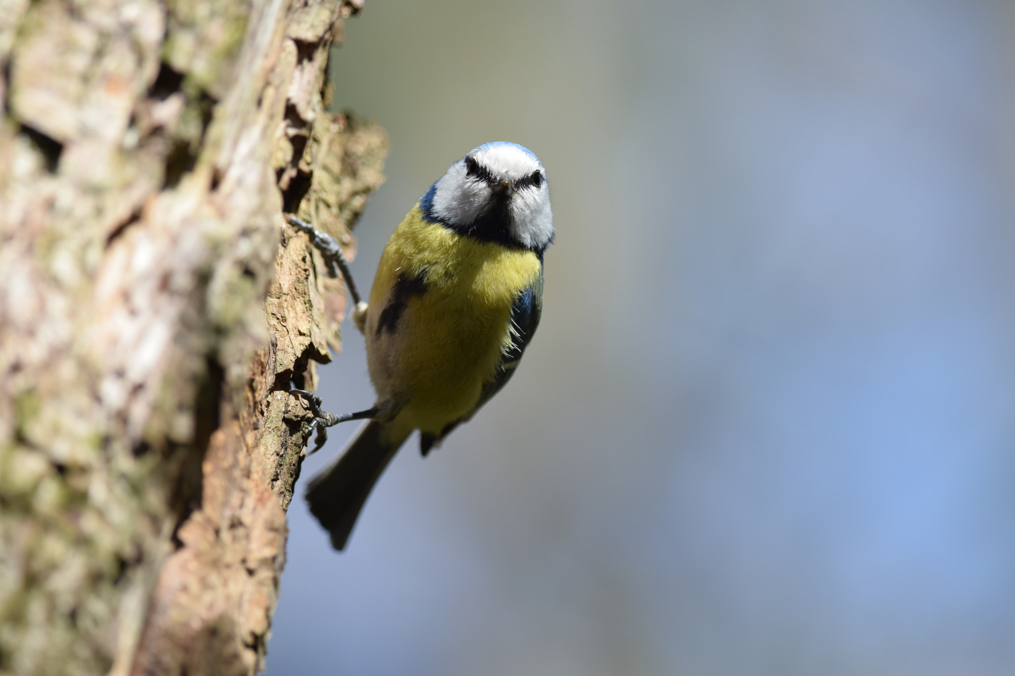 Nikon D5300 + Nikon AF-S Nikkor 300mm F4D ED-IF sample photo. Blue tit. (cyanistes caeruleus) photography