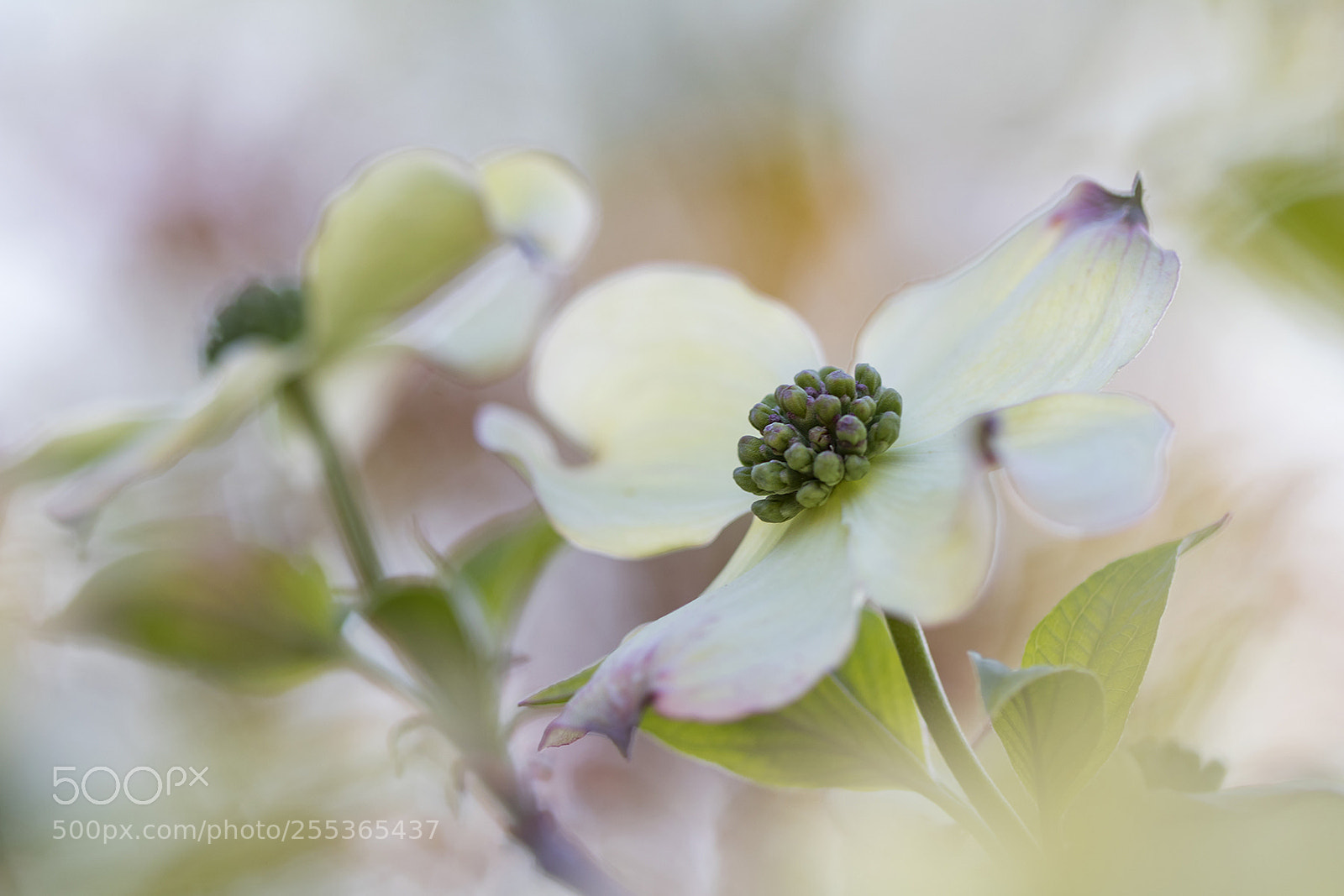 Canon EOS 80D sample photo. Flowering cornus photography