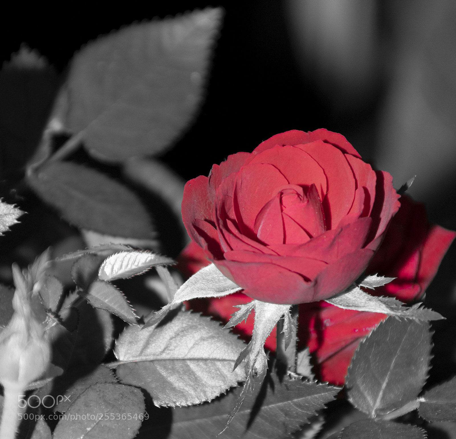Nikon D5300 sample photo. Mi primer desaturado. photography