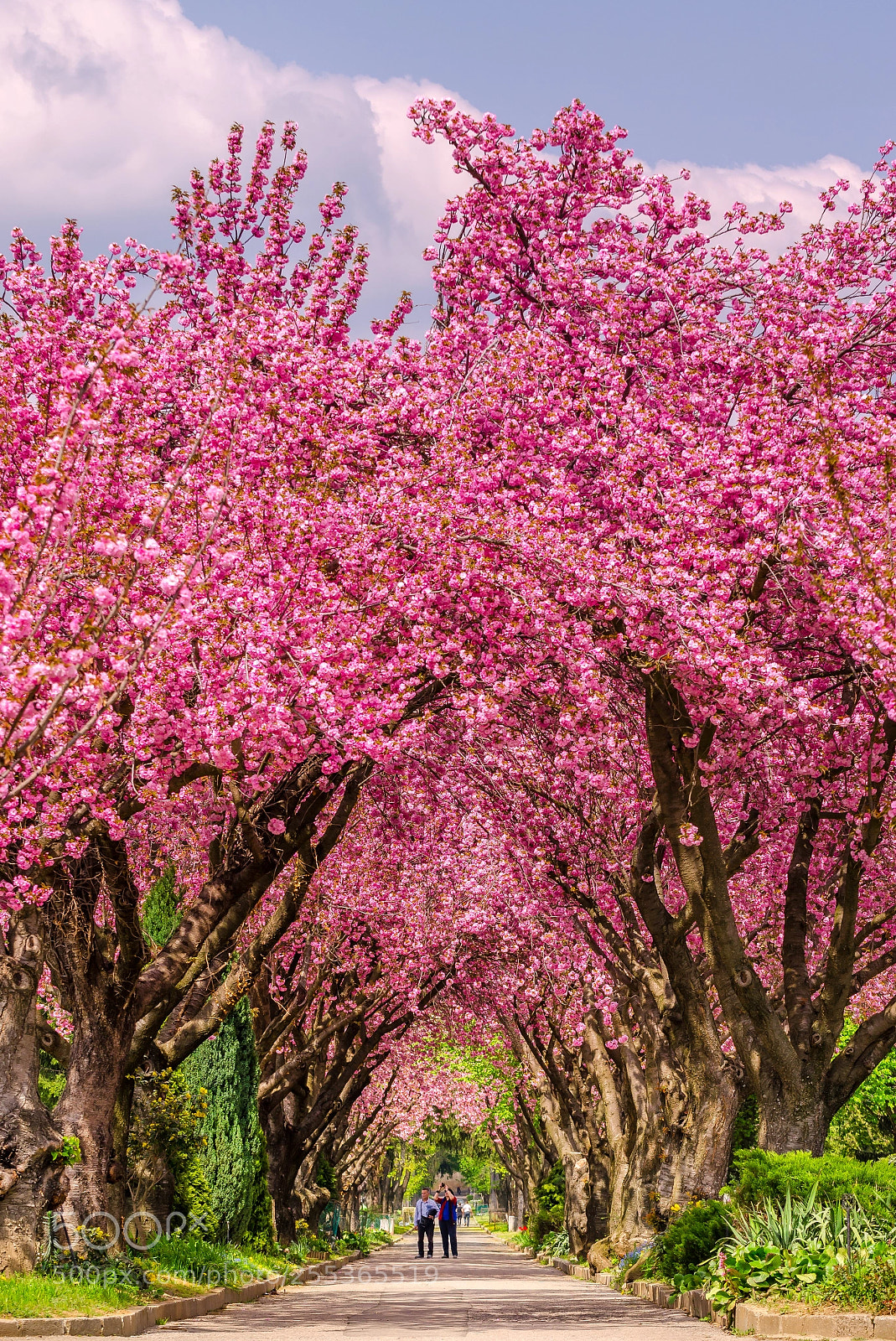 Nikon D7000 sample photo. Sping colors in a photography