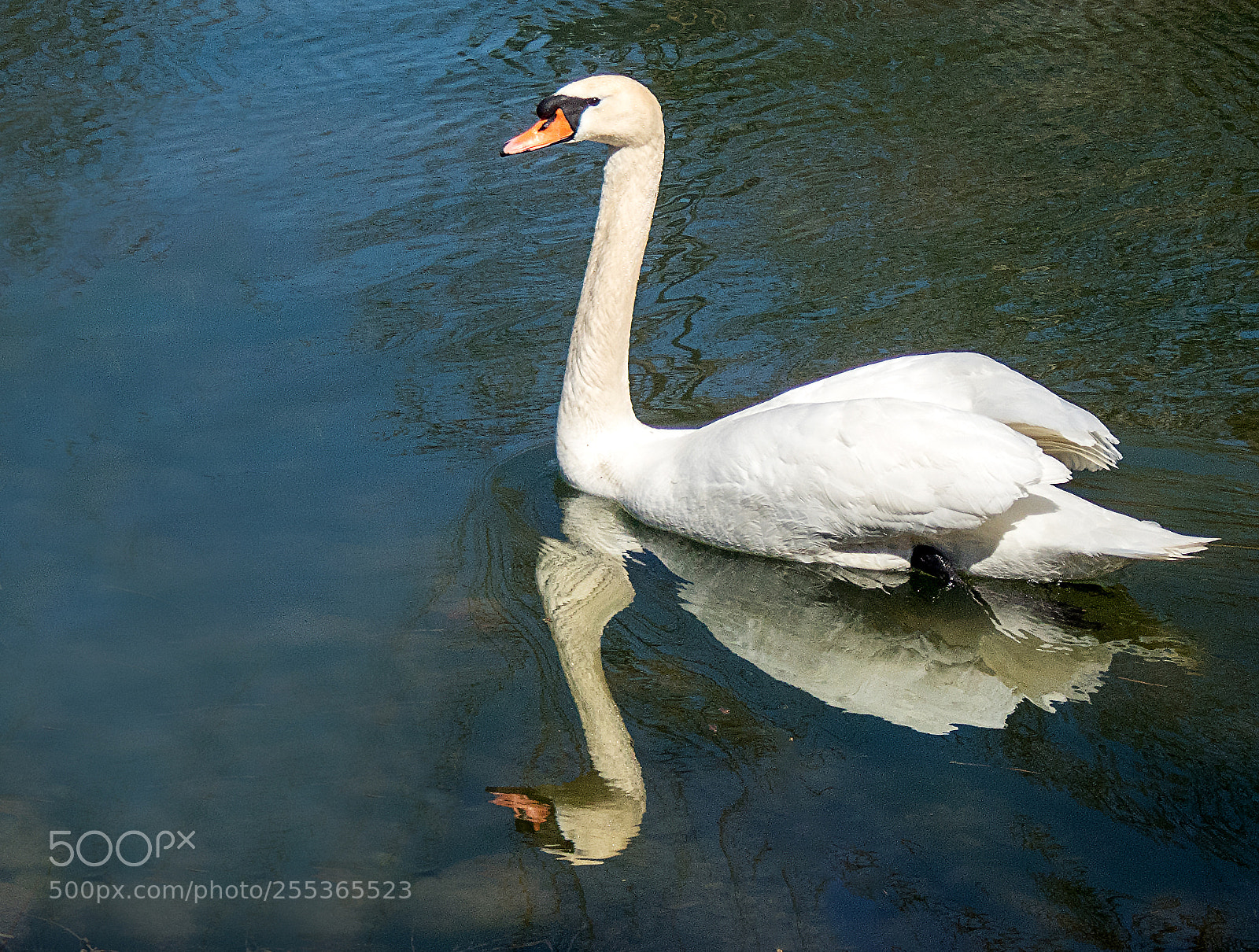 Olympus TG-5 sample photo. Reflections photography