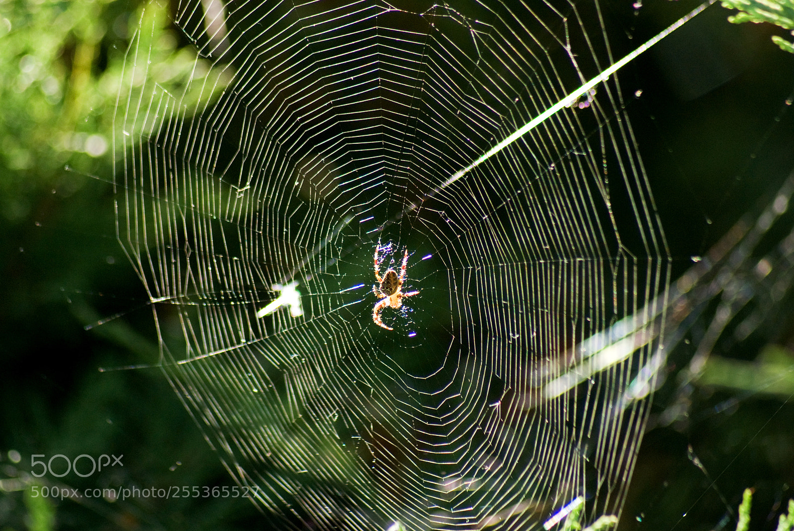Sony Alpha DSLR-A200 sample photo. Spider - orumcek photography