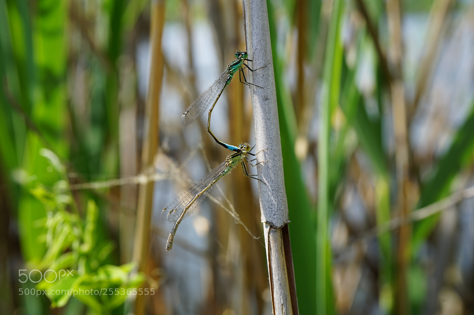 Sony a7 sample photo. Love photography