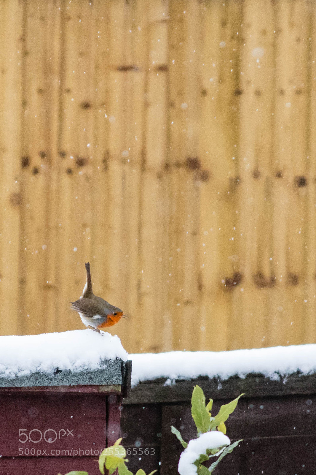 Canon EOS 80D sample photo. Garden robin photography