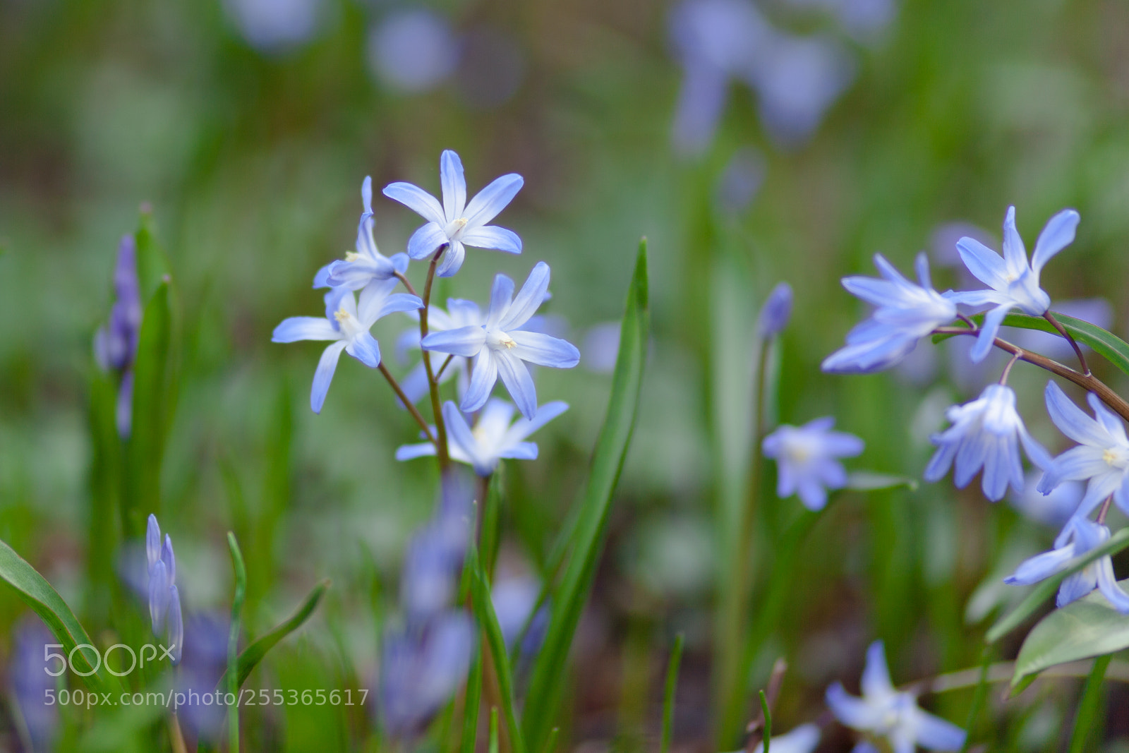 Canon EOS 5D Mark II sample photo. Spring photography