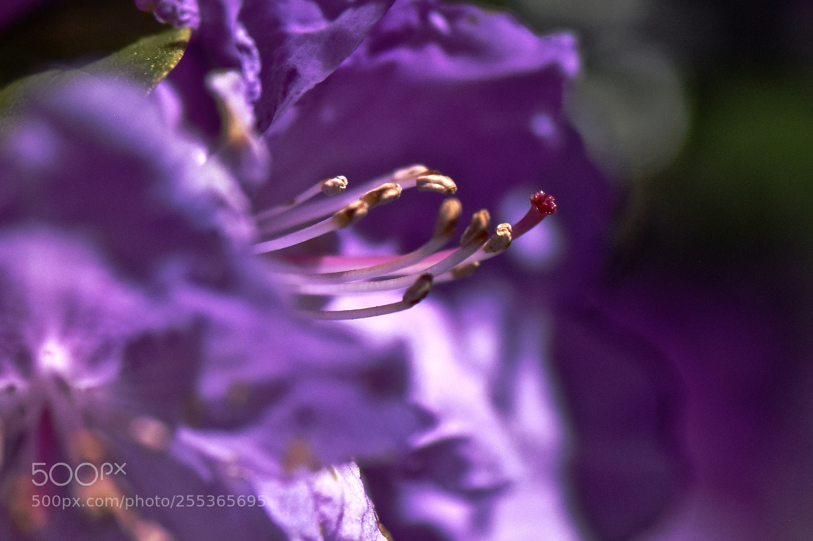 Nikon D810 sample photo. Spring has arrived! photography