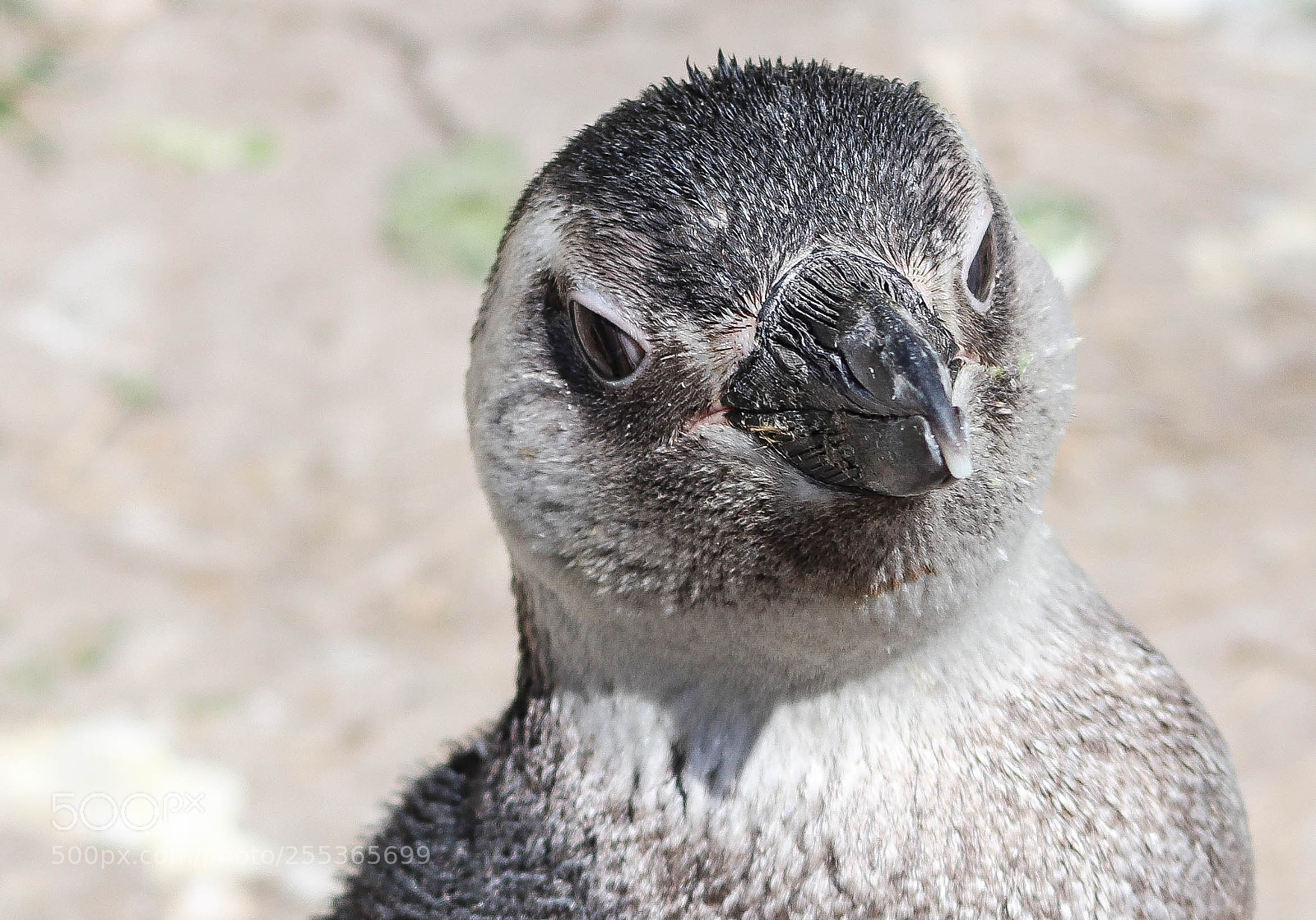Canon EOS 77D (EOS 9000D / EOS 770D) sample photo. Magellan penguin photography
