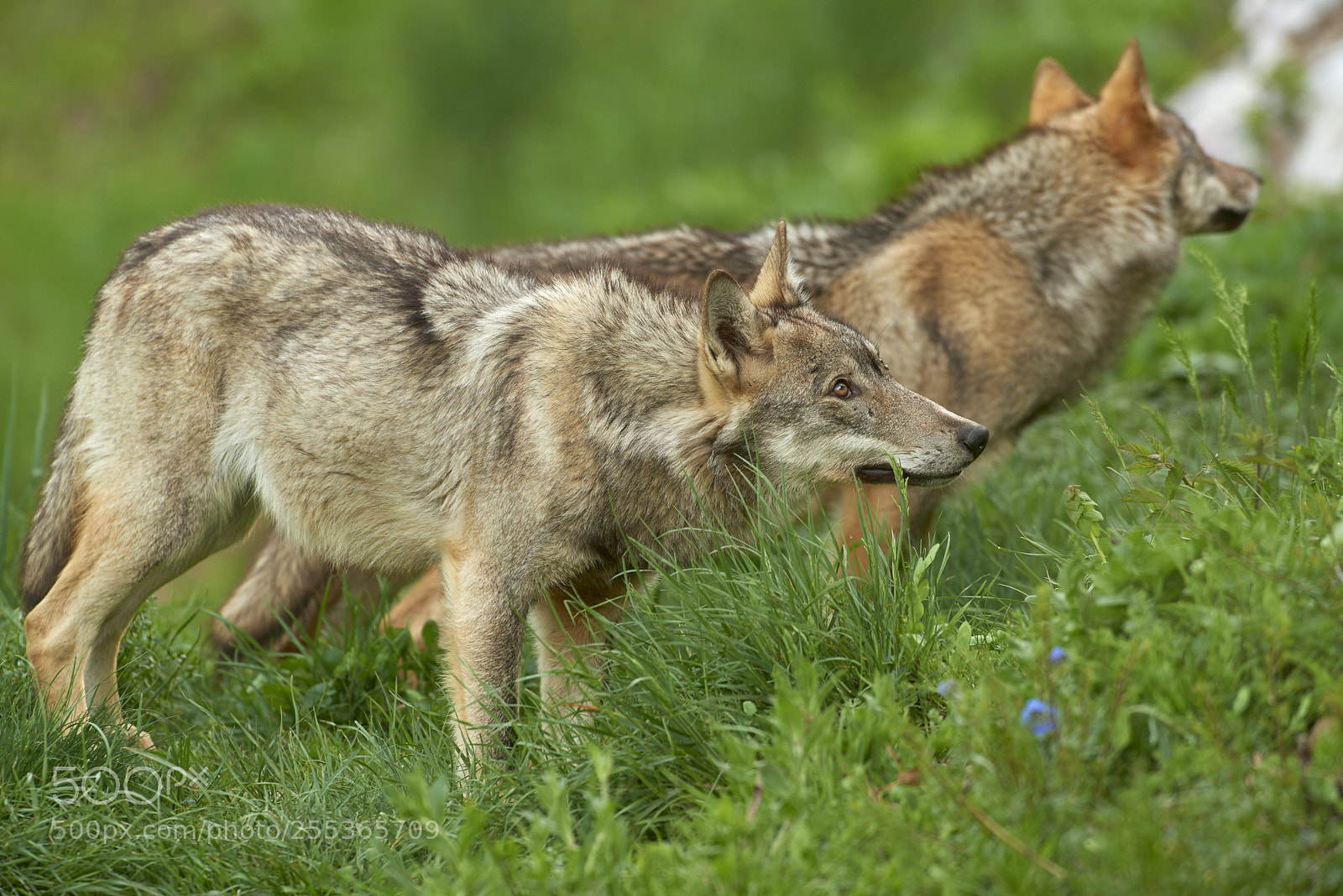 Nikon D800 sample photo. Wolves photography