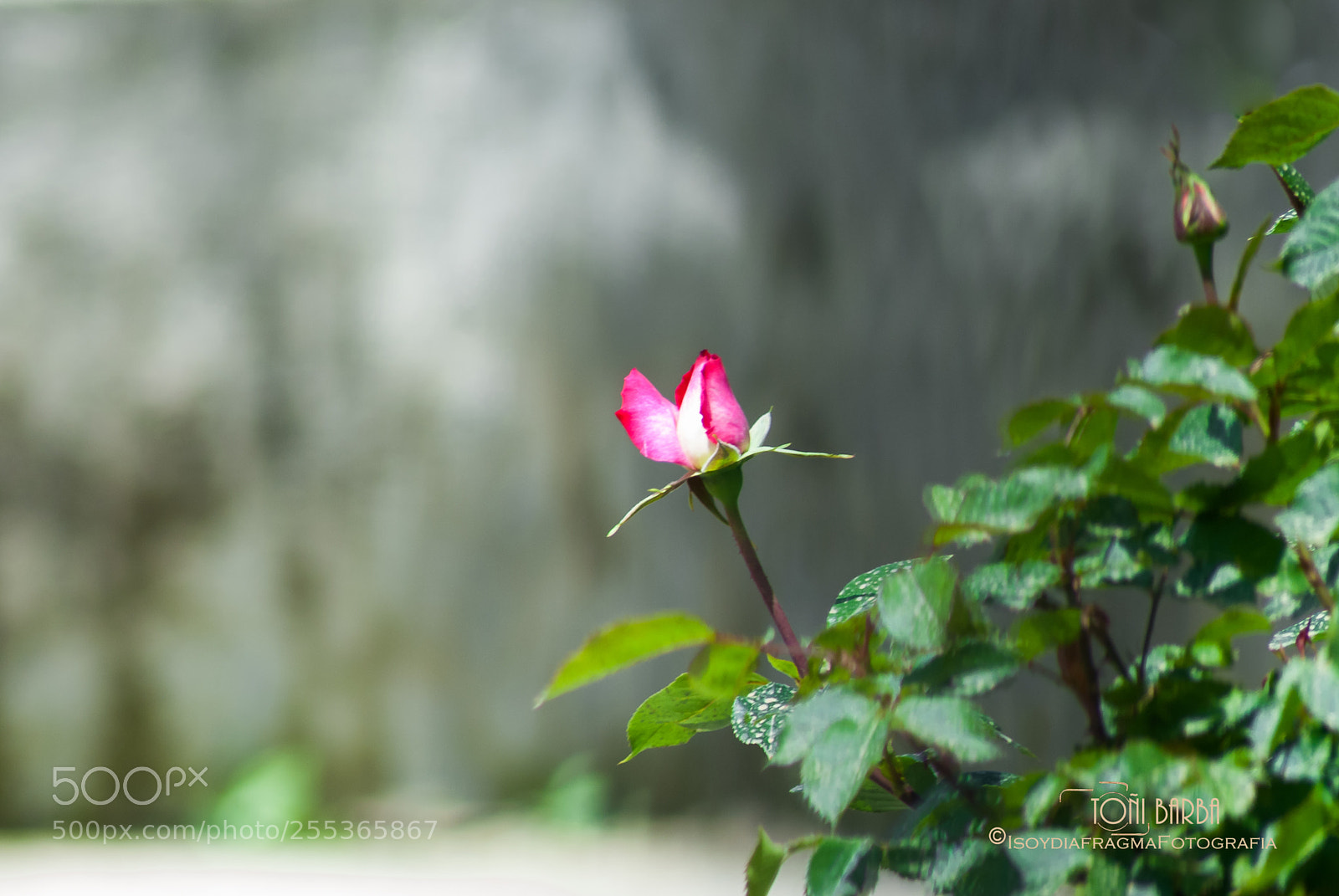 Nikon D80 sample photo. Untitled photography