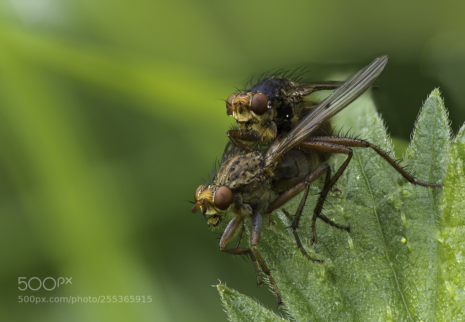 Olympus OM-D E-M1 Mark II sample photo. Scathophaga stercoraria couple photography