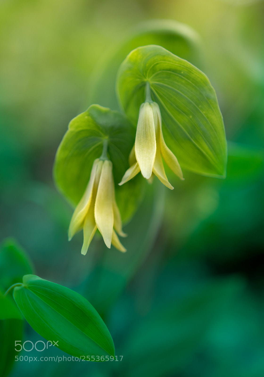 Sony a6300 sample photo. Yellow bells photography