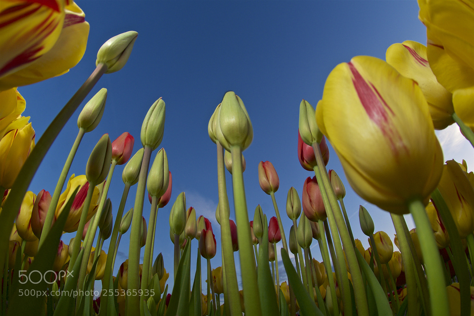 Nikon D300S sample photo. Spring arrivals photography