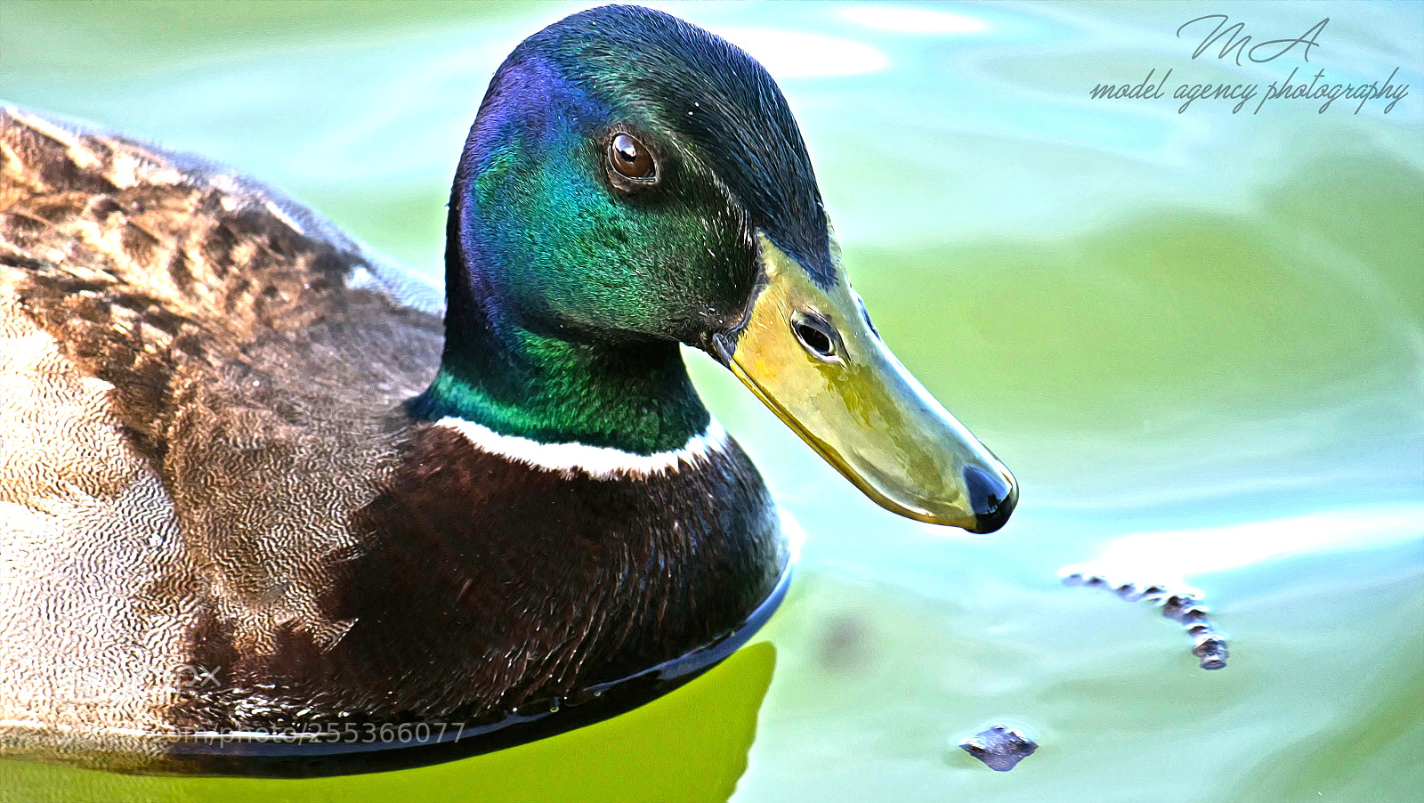 Panasonic Lumix DC-GH5 sample photo. Duck photography