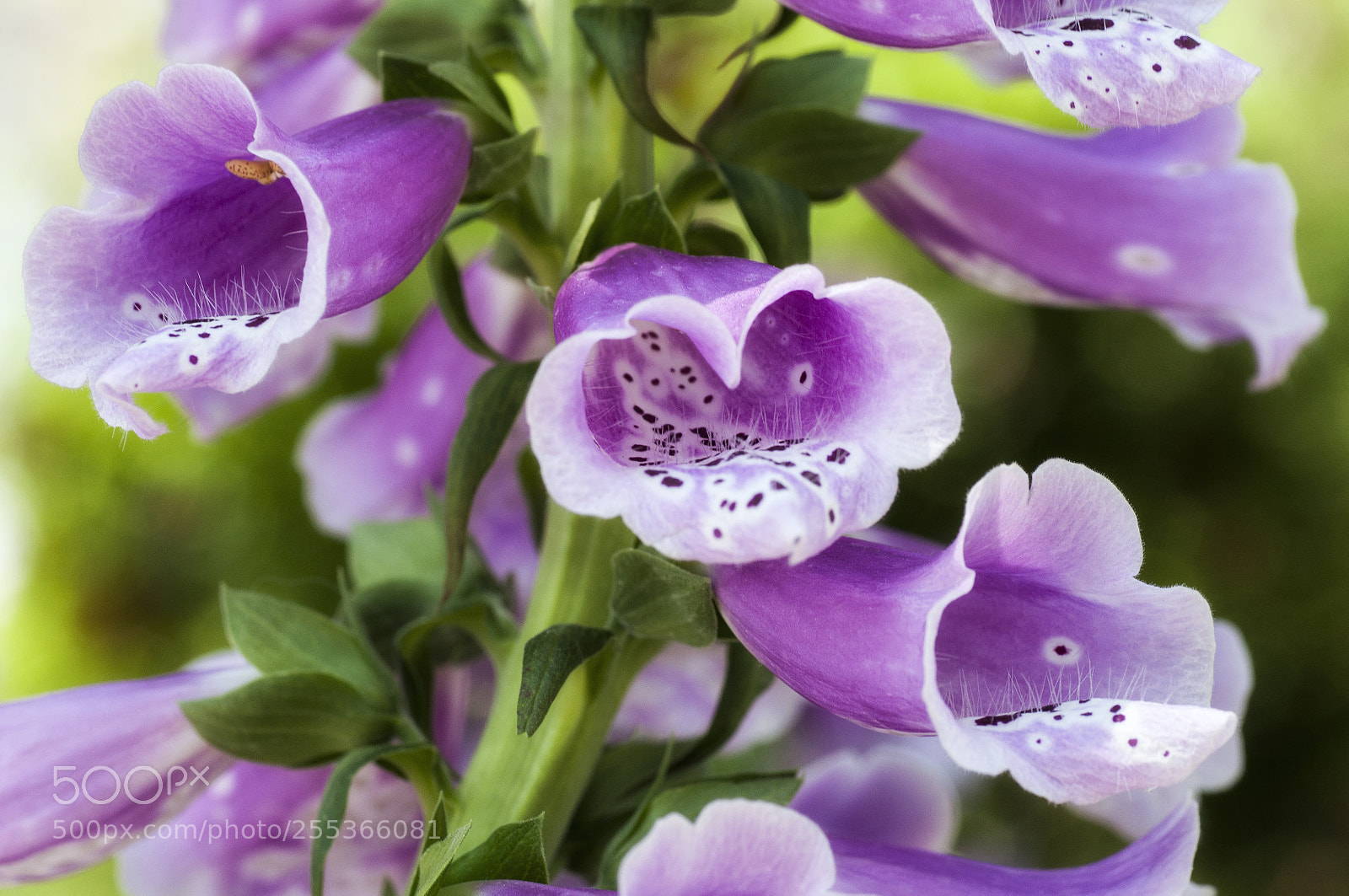 Nikon D90 sample photo. Digitalis purpurea photography