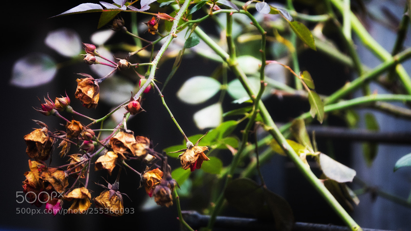 Sony Cyber-shot DSC-RX10 III sample photo. Death rose photography