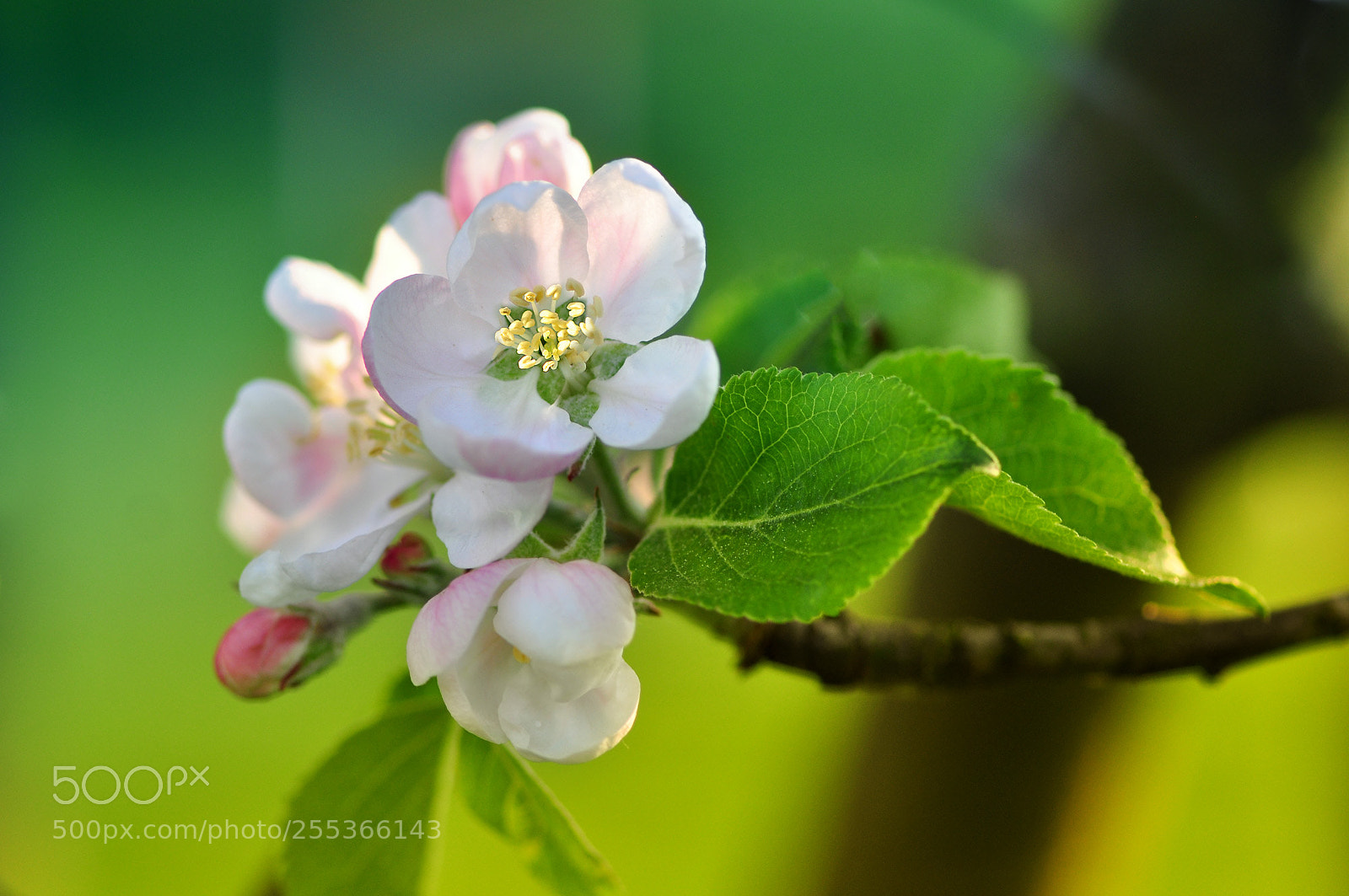 Nikon D5000 sample photo. Boskoop appletree blossoms photography