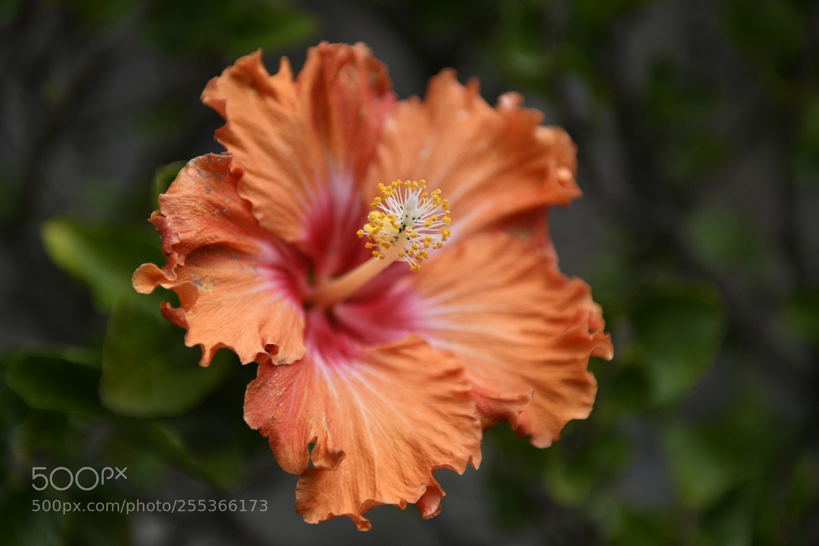 Nikon D850 sample photo. Untitled photography