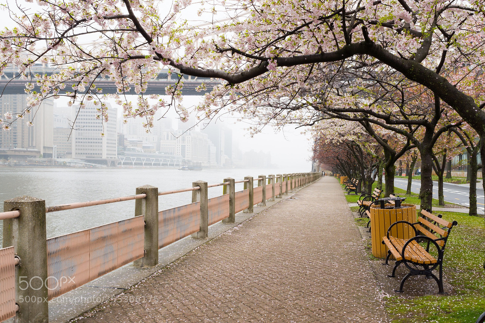Sony a6000 sample photo. Haze and blossom photography