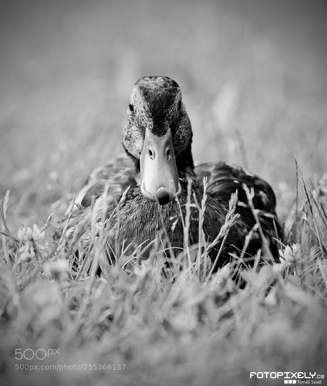 Nikon D600 sample photo. Kachna / duck photography