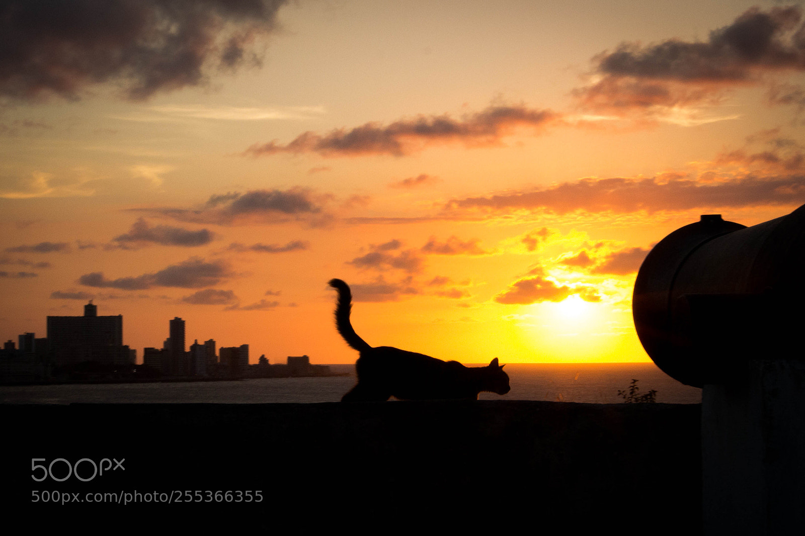 Canon EOS 700D (EOS Rebel T5i / EOS Kiss X7i) sample photo. Cuban cat photography