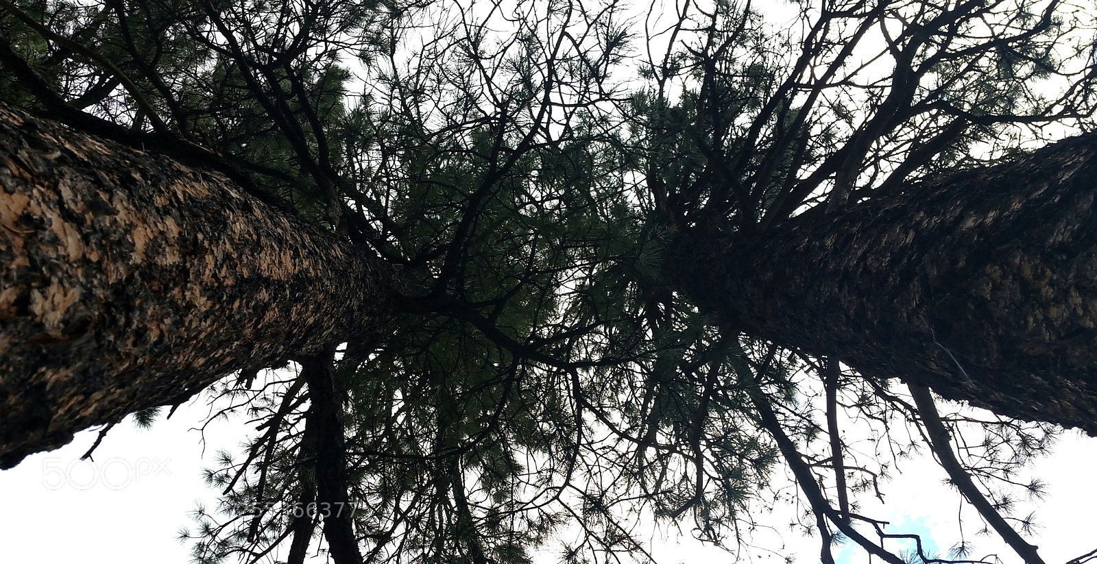 Samsung Galaxy Note4 sample photo. Tree neighbors photography