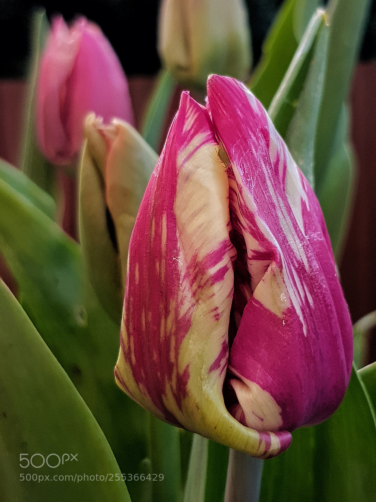 Samsung Galaxy S8 sample photo. Unopened tulips photography