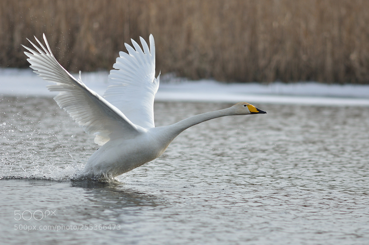 Nikon D90 sample photo. The whooper swamp viii photography