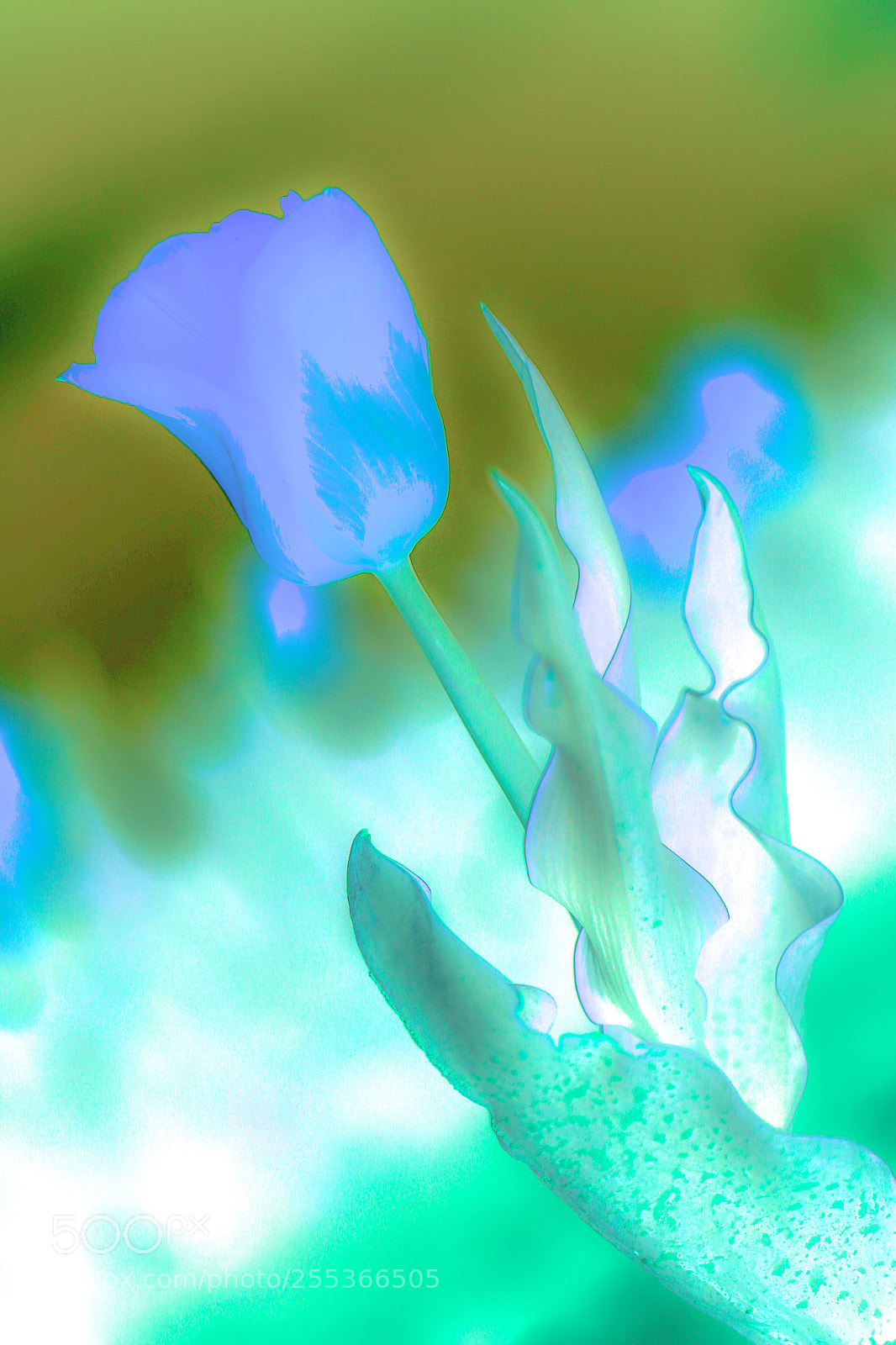Canon EOS 6D sample photo. Tulp photography