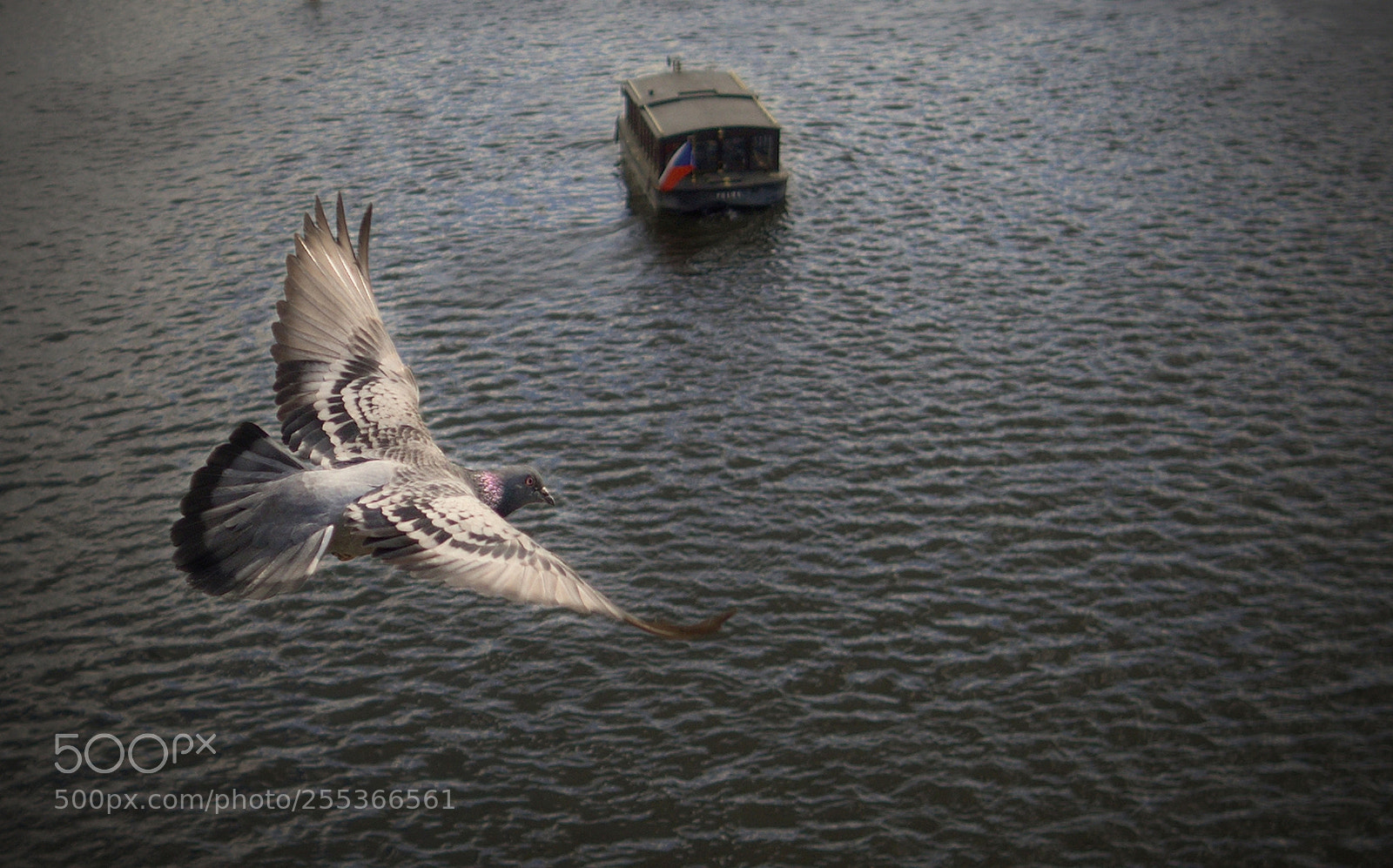 Olympus OM-D E-M10 II sample photo. Being condor photography