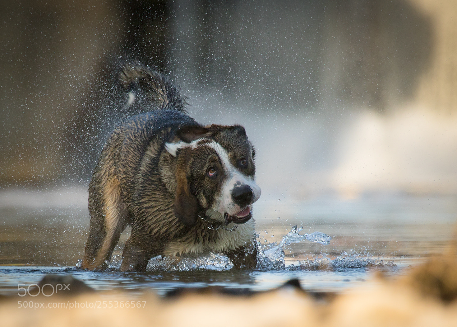 Canon EOS 7D Mark II sample photo. Dog photography