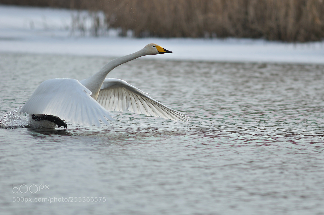 Nikon D90 sample photo. The whooper swamp ix photography
