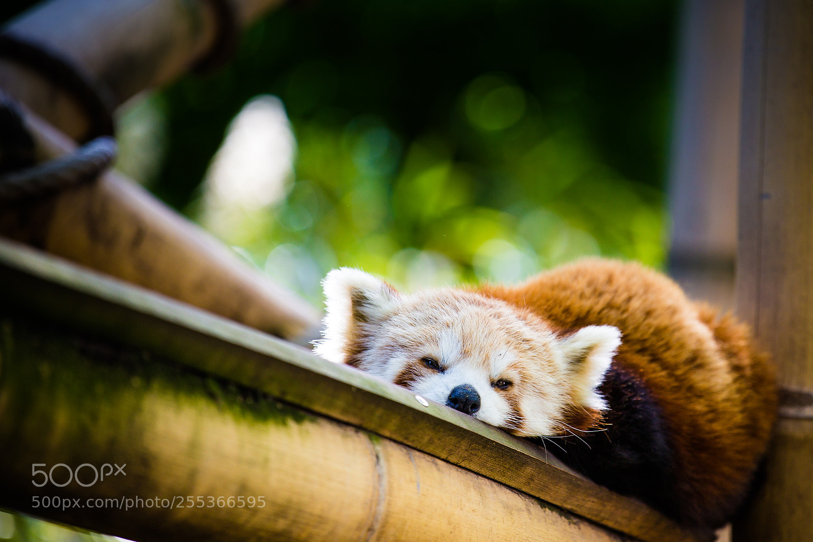 Canon EOS 6D sample photo. Red panda photography