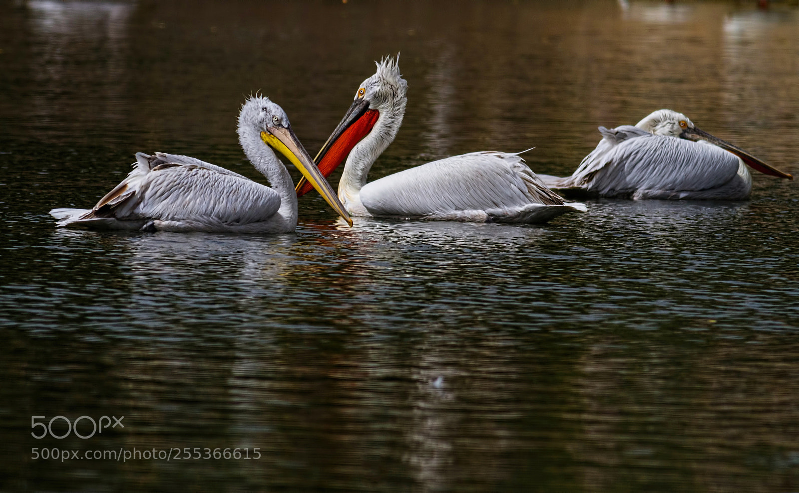 Canon EOS 7D sample photo. Pelican-2 photography