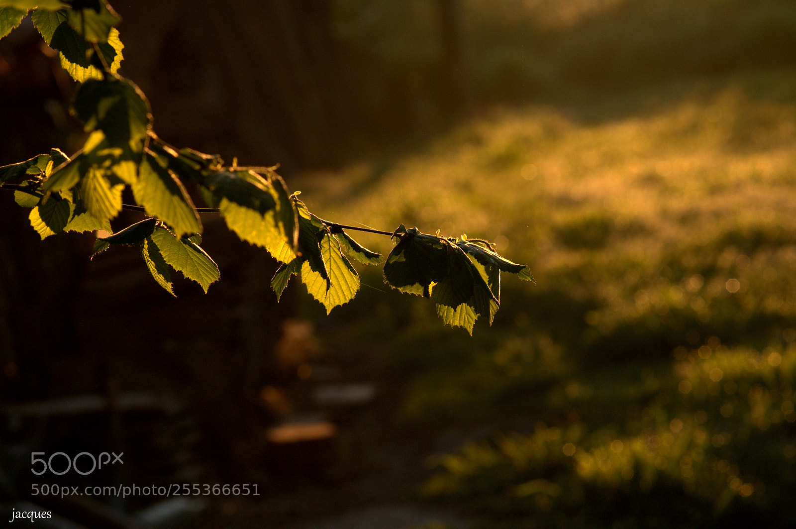 Nikon D300 sample photo. Hazelnut photography