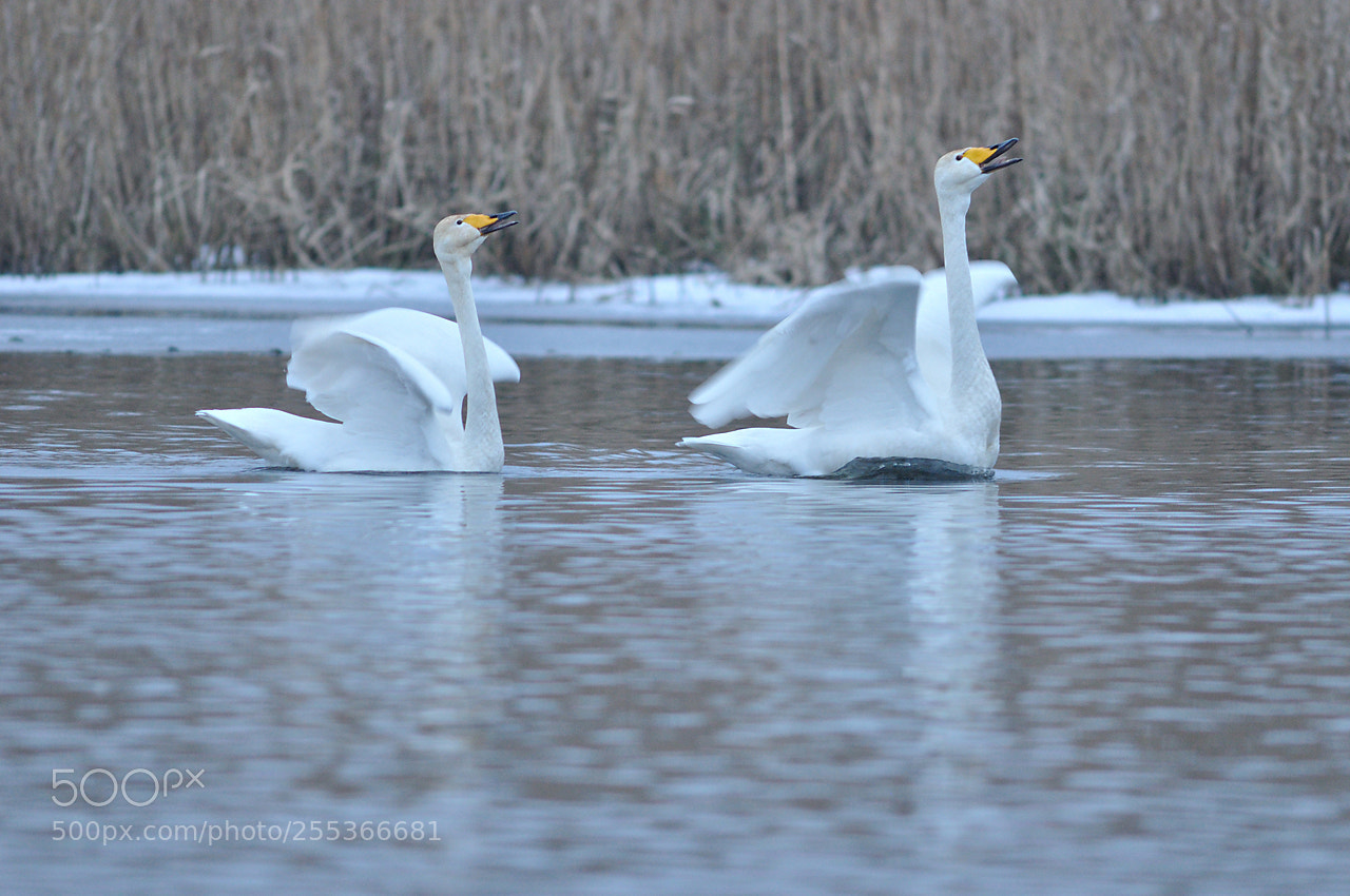 Nikon D90 sample photo. The whooper swamp x photography